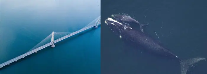 Photo Shows Large Blue Whale Swimming Under Bridge Fact Check Thatsnonsense Com