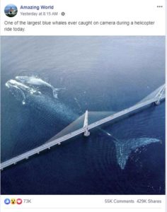 Photo shows large blue whale swimming under bridge? Fact Check