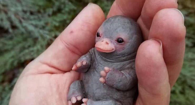 Does this image show a tiny baby platypus? Fact Check
